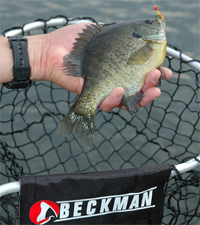 Bluegill In Net